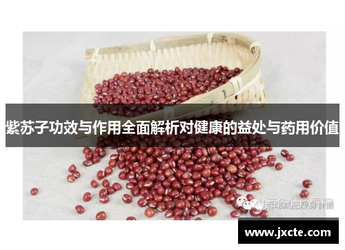 紫苏子功效与作用全面解析对健康的益处与药用价值