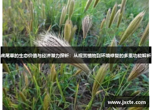虎尾草的生态价值与经济潜力探析：从观赏植物到环境修复的多重功能解析